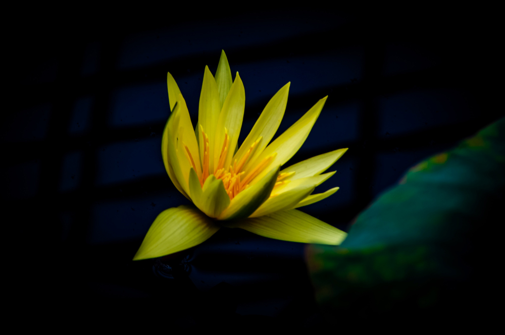 single yellow flower black backdrop 