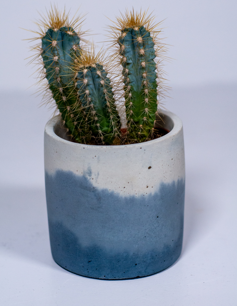 Art Plant Cactus Mix 4er SET IN CEMENT POT height approx 10-13 cm 
