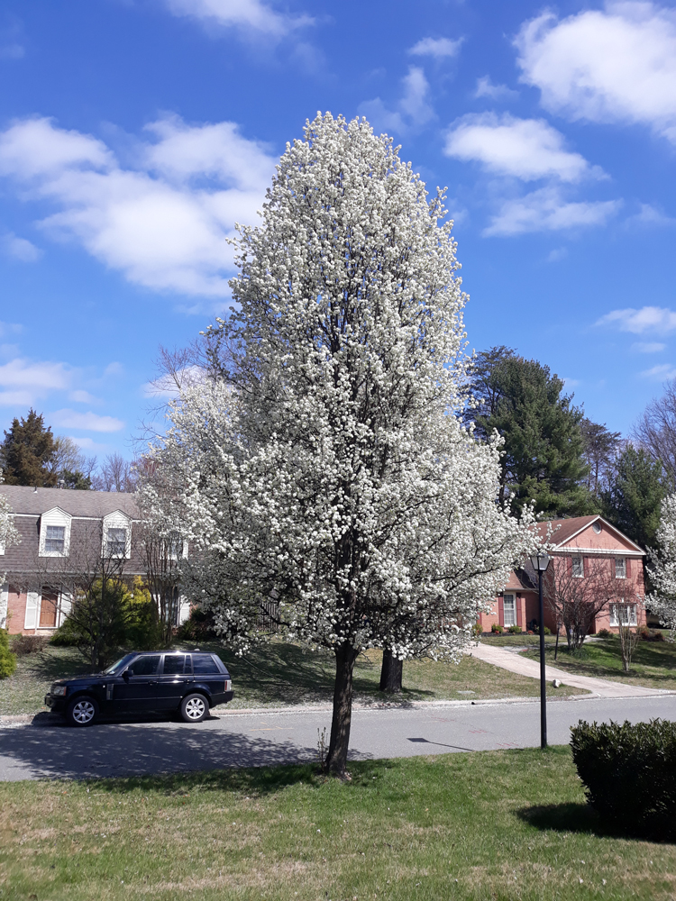 suburban street scene with car and flowering tree in potomac Maryland US