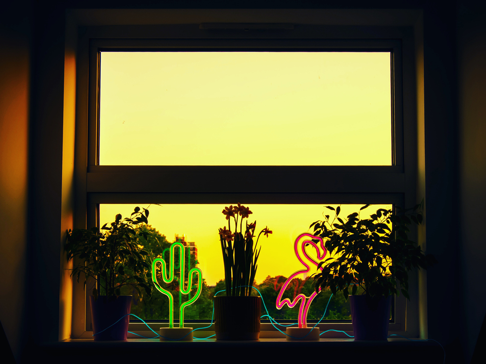 yellow sunset beyond neon catus