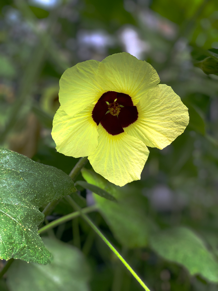 yellow flower