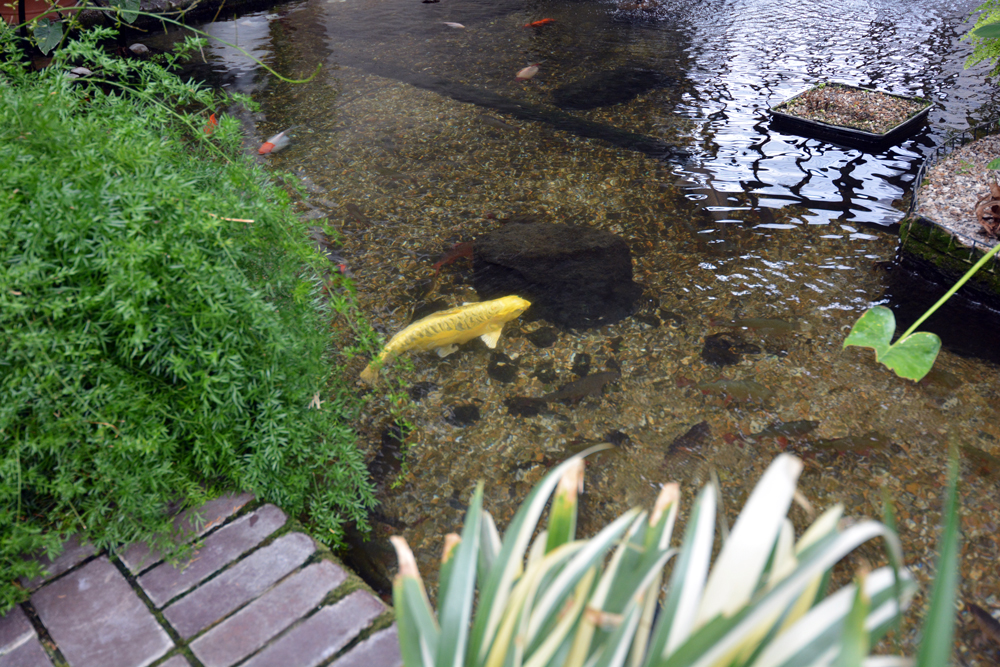 fish pond in conservatory