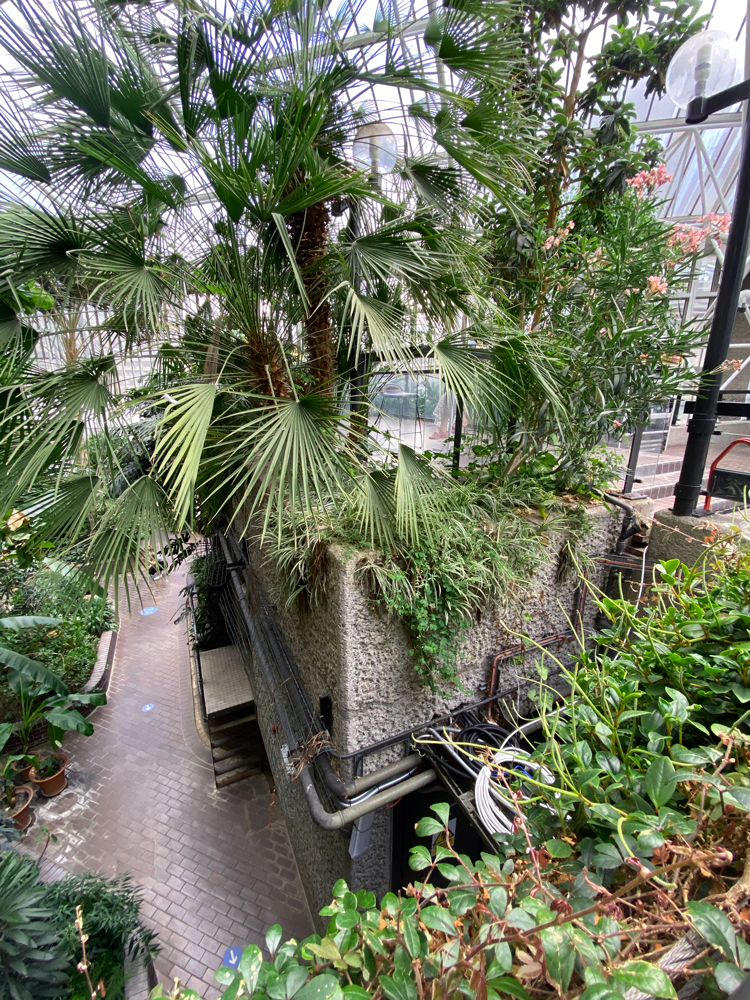 view of plants from above