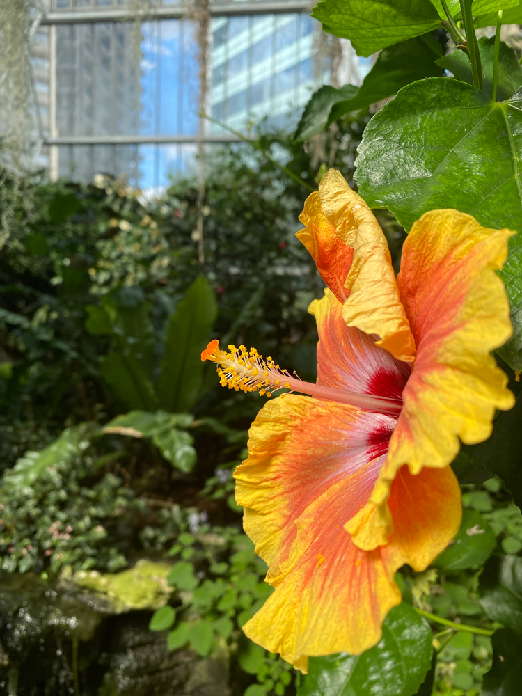 flower in barbican conservatory