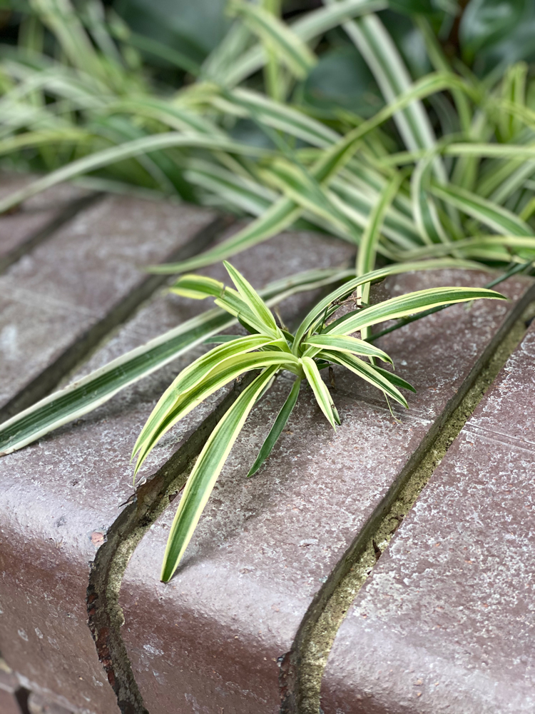 plant on barbican tiles