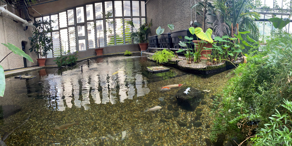 fish pond