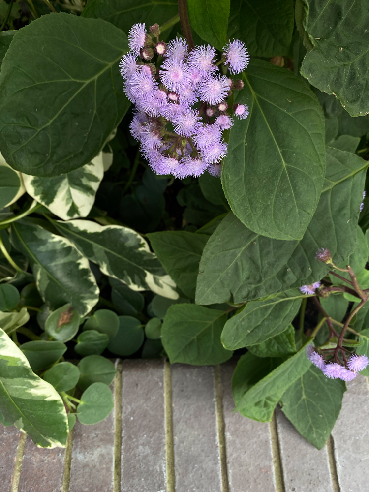 flower in barbican conservatory