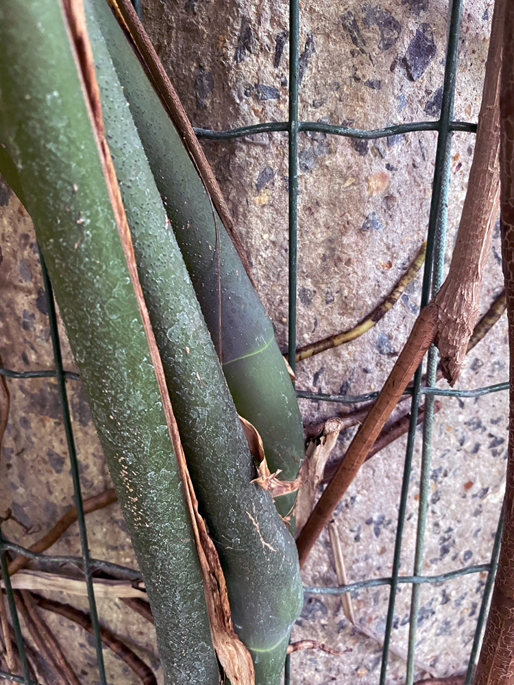 plants growing on wire against concrete