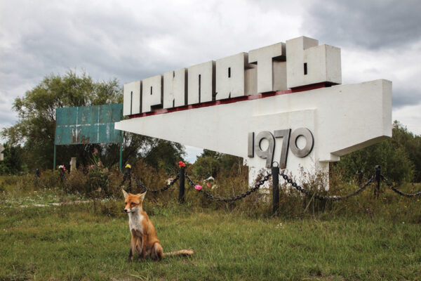 dog by city sign pripyat