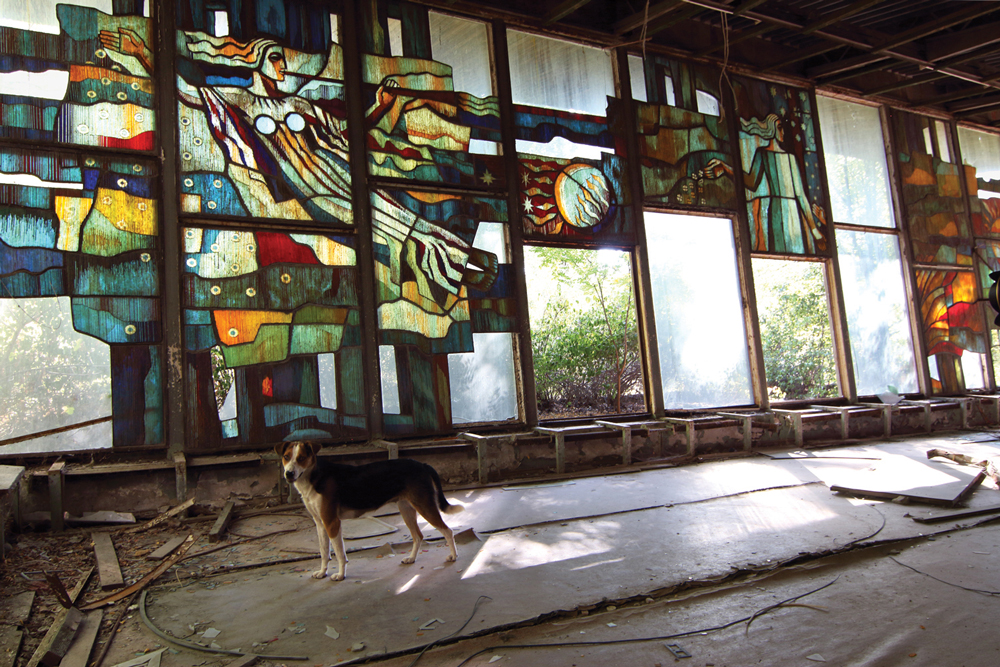 abandoned building with wild dog 