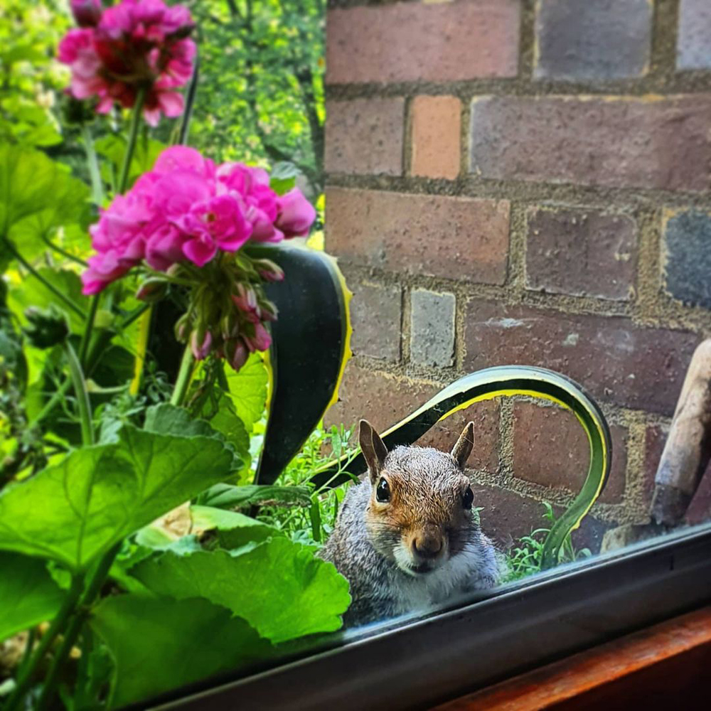 squirrel looking through window