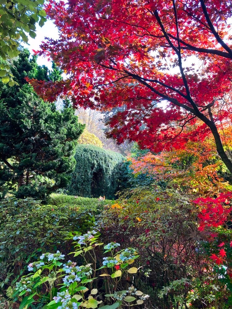 garden view autumn 2020
