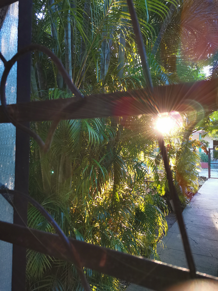 image towards tropical plants from the window